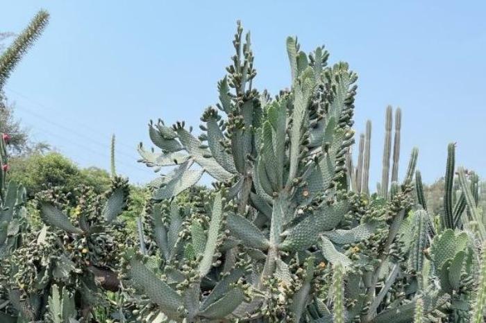 厦门万石植物园开放时间最新