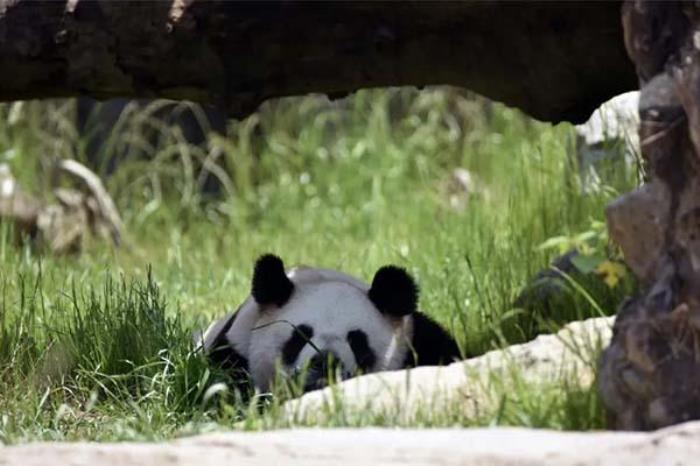 宁波野生动物园有熊猫吗