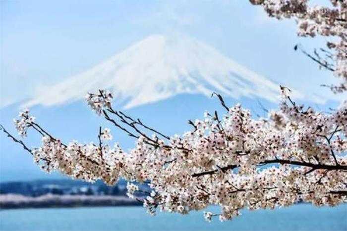 日本樱花哪里最出名 最好看