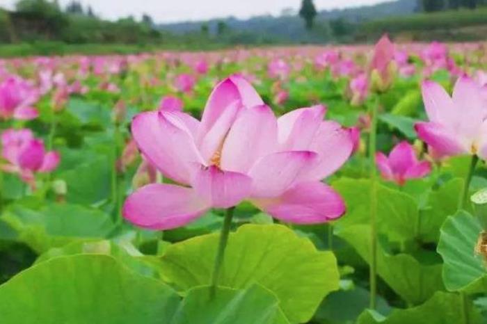 三岔河十里荷花