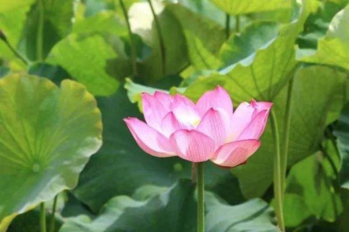 三岔河十里荷花