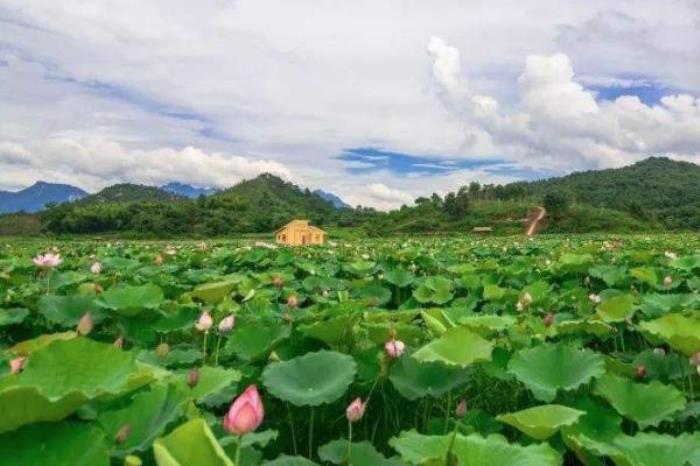 三岔河十里荷花