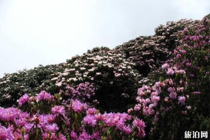 龙肘山