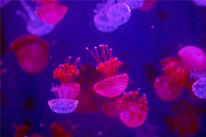 重庆融创海世界