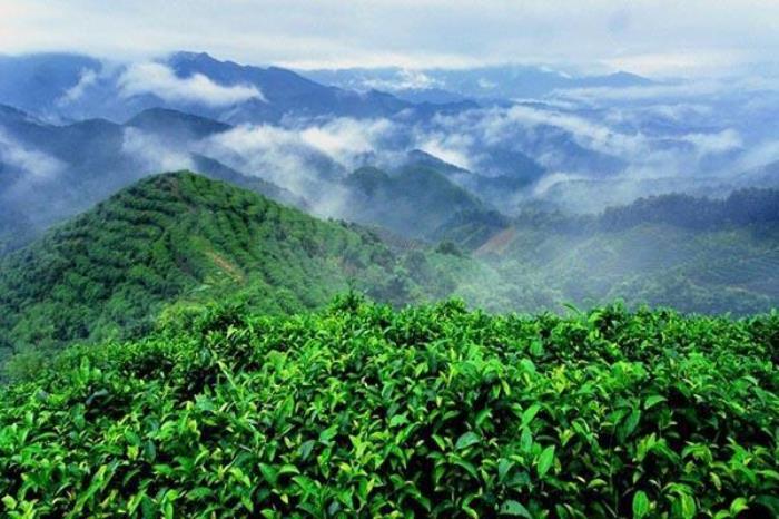 南山茶海