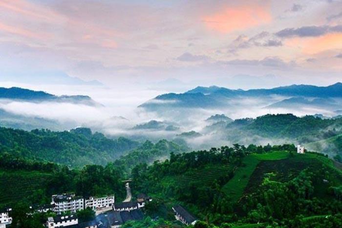 南山茶海