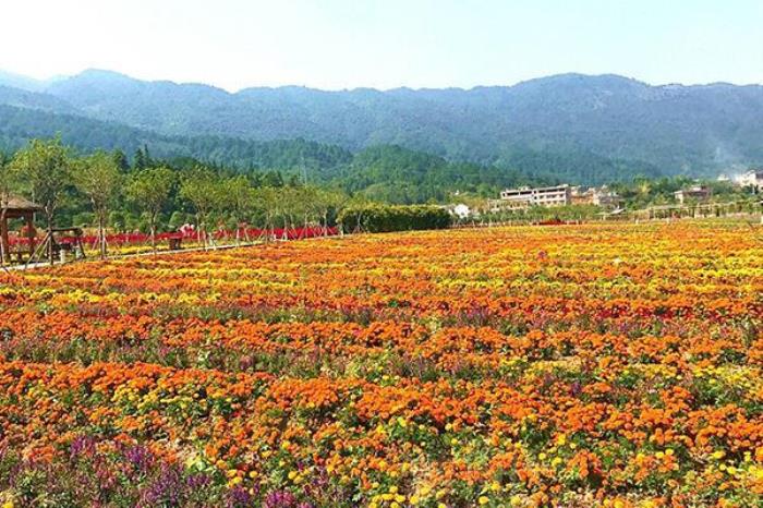 黄姚花海