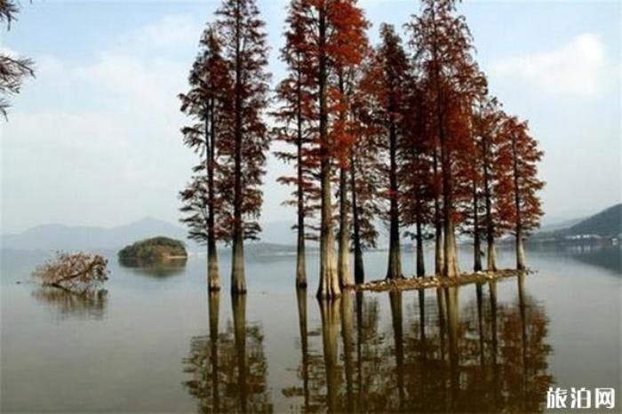 广安华蓥山水杉山庄