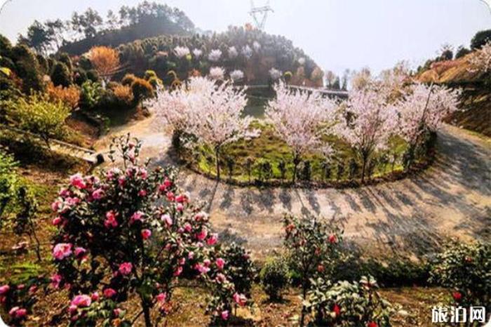 宜宾珙县龙茶花海