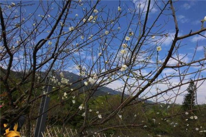 广东罗浮山景区