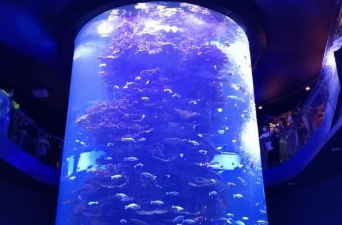 青岛海底世界值得去吗 有什么好玩的 青岛海底世界值得去吗 有什么好玩的