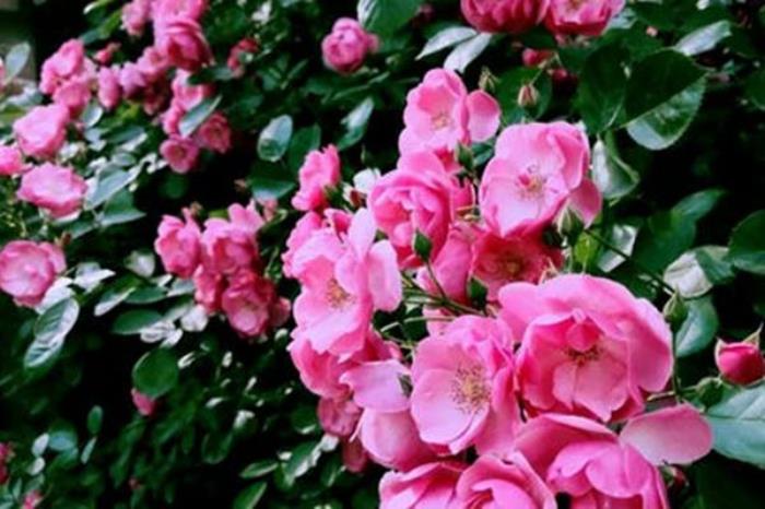 丹景山一日游攻略 丹景山一日游攻略