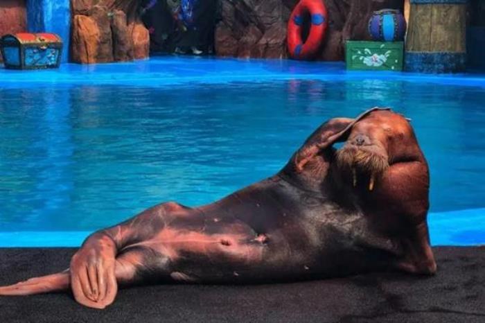 大连老虎滩海洋公园游玩攻略 大连老虎滩海洋公园游玩攻略