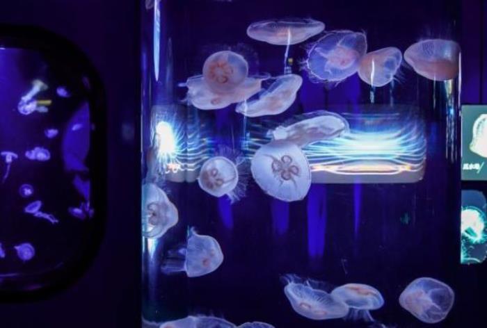 青岛海底世界在哪个位置啊 青岛海底世界在哪个位置啊