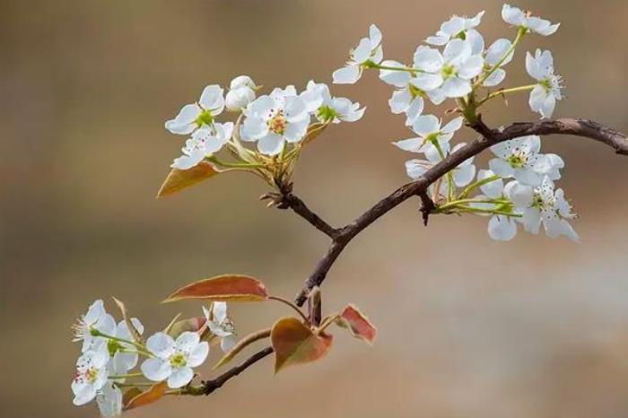 2022淄博全年赏花攻略 2022淄博全年赏花攻略