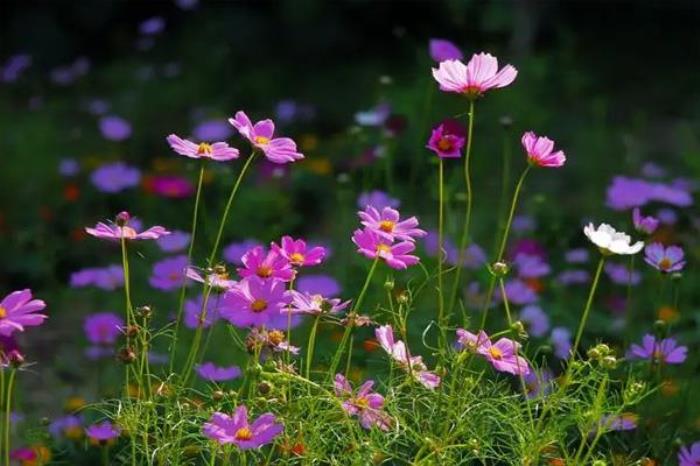 2022淄博全年赏花攻略 2022淄博全年赏花攻略