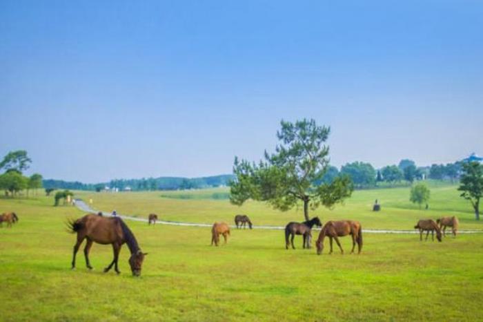 武汉木兰草原游玩项目有哪些 武汉木兰草原游玩项目有哪些