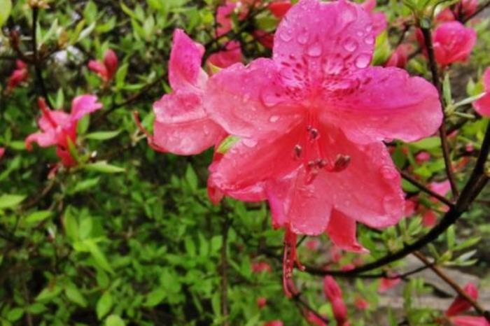 麻城龟峰山赏杜鹃花最佳线路 麻城龟峰山赏杜鹃花最佳线路