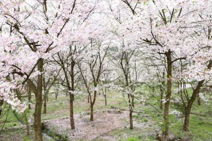 南川木凉镇看樱花游玩攻略2022 南川木凉镇看樱花游玩攻略2022