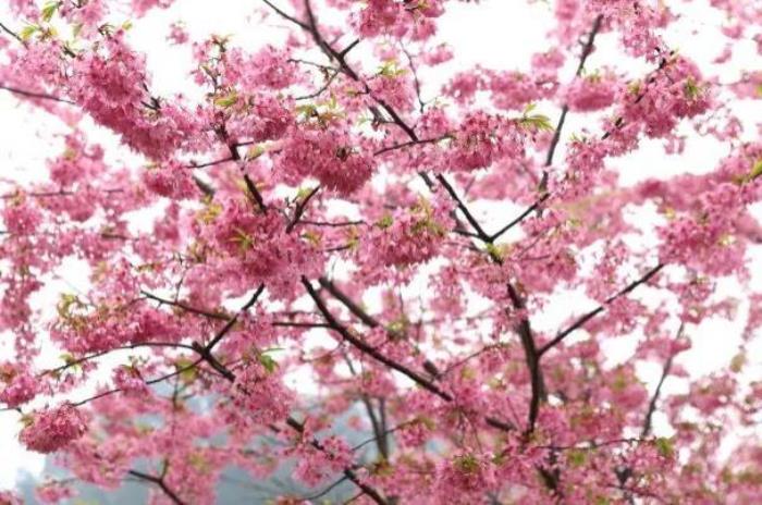 南川木凉镇看樱花游玩攻略2022 南川木凉镇看樱花游玩攻略2022