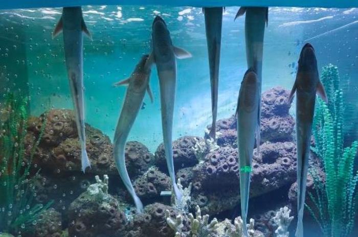 蓬莱海洋极地世界门票多少钱 蓬莱海洋极地世界门票多少钱