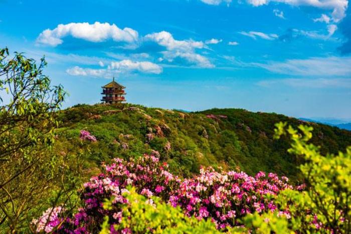 2022南川金佛山杜鹃花赏花攻略 最佳赏花地及时间 2022南川金佛山杜鹃花赏花攻略 最佳赏花地及时间