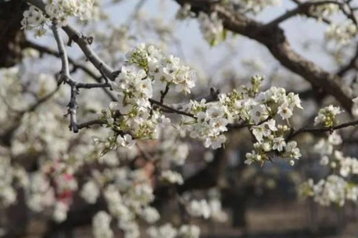 2022北京清明节踏青游玩路线推荐 2022北京清明节踏青游玩路线推荐