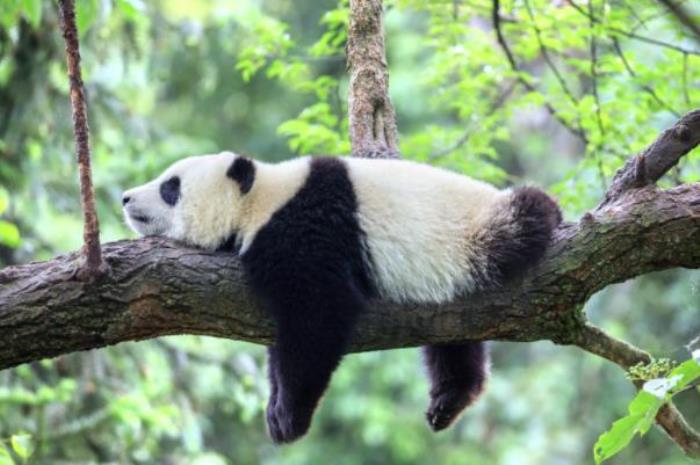 雅安旅游攻略自由行路线推荐 雅安旅游攻略自由行路线推荐