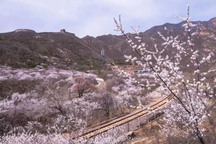 北京s2线赏花攻略2022 北京s2线赏花攻略2022