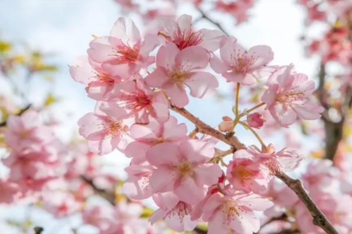 福州赏花攻略2022 福州赏花的地方 福州赏花攻略2022 福州赏花的地方