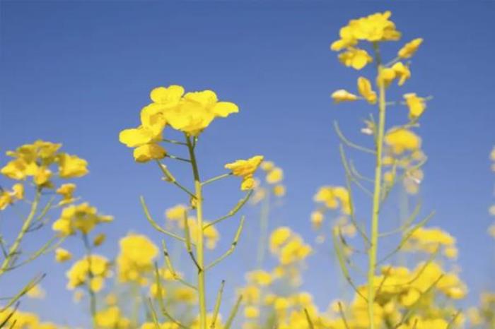 福州赏花攻略2022 福州赏花的地方 福州赏花攻略2022 福州赏花的地方