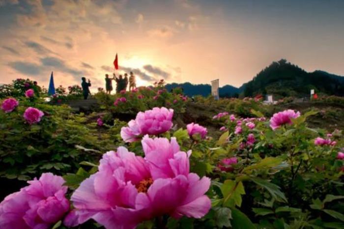 重庆垫江赏花路线推荐 重庆垫江赏花路线推荐