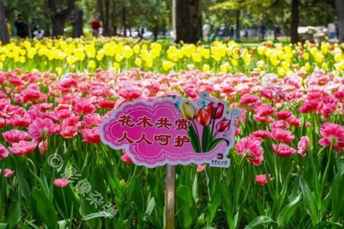 北京植物园赏花攻略2022 北京植物园赏花攻略2022