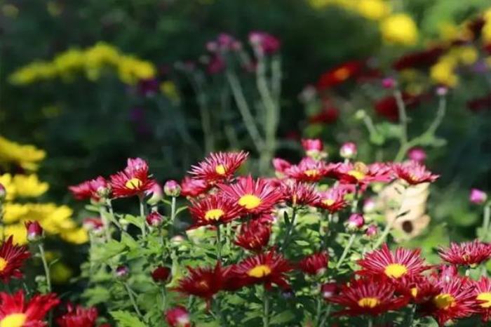 北京植物园赏花攻略2022 北京植物园赏花攻略2022