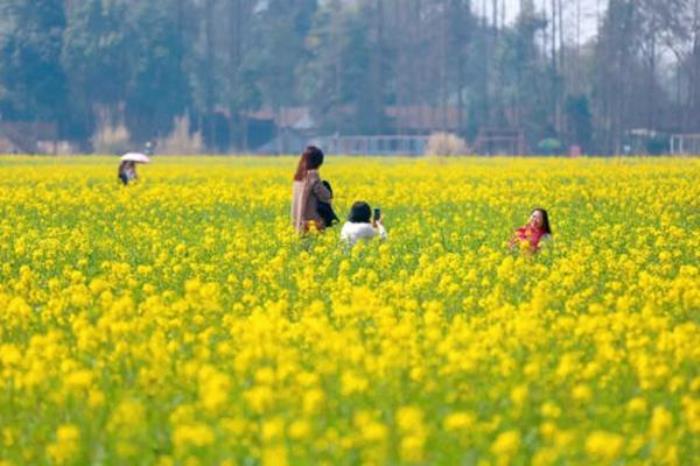 都江堰春天附近哪里好玩?这些免费踏青春游的地方值得打卡 都江堰春天附近哪里好玩?这些免费踏青春游的地方值得打卡