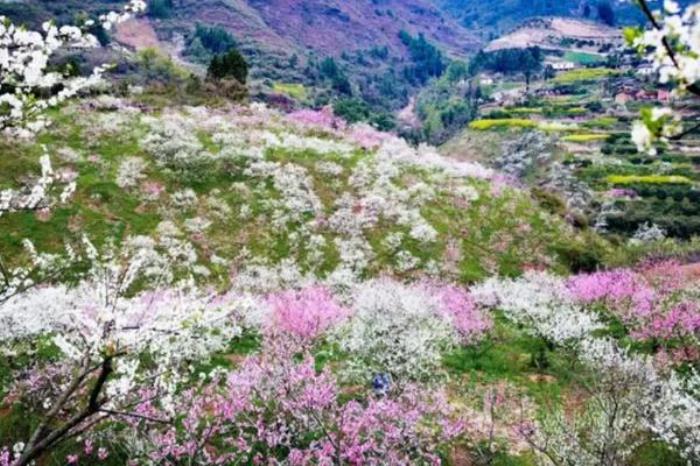重庆巫山李花最佳观赏路线推荐 重庆巫山李花最佳观赏路线推荐
