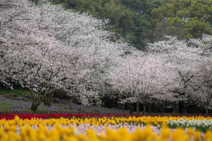 上方山的樱花在哪看 上方山的樱花在哪看