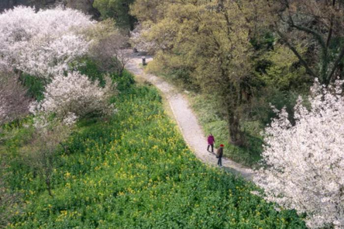 上方山的樱花在哪看 上方山的樱花在哪看