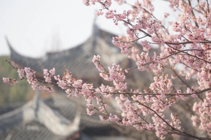 上方山的樱花在哪看 上方山的樱花在哪看