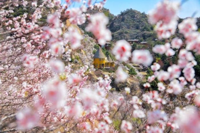 密云春季有哪些踏青赏花的地方 密云春季有哪些踏青赏花的地方