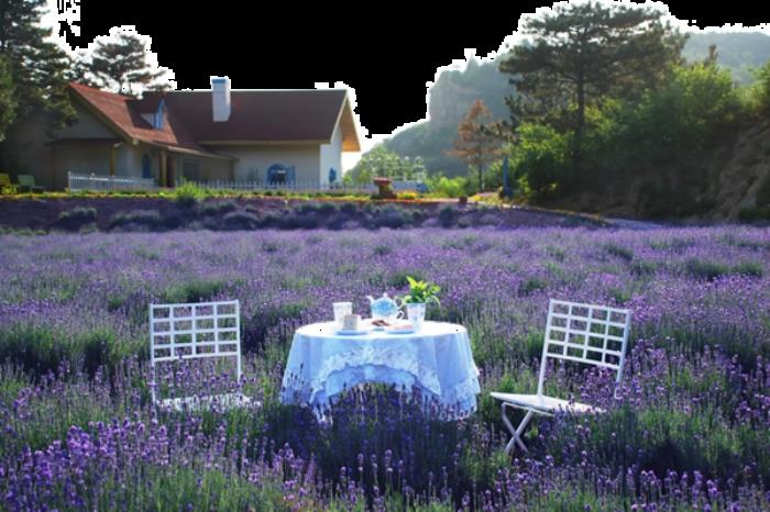 密云春季有哪些踏青赏花的地方 密云春季有哪些踏青赏花的地方