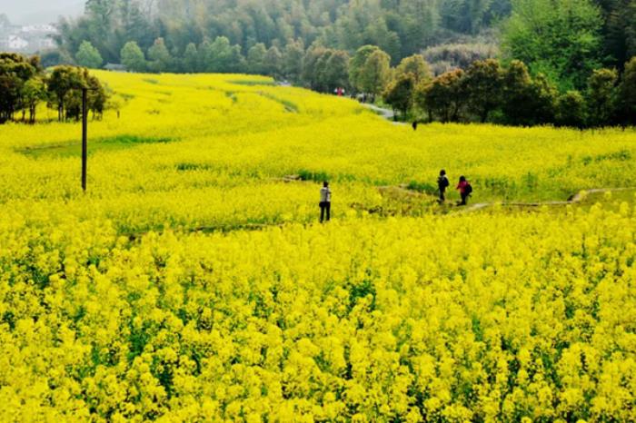 江西春季有哪些花看?又有哪些赏花的地方推荐? 江西春季有哪些花看?又有哪些赏花的地方推荐?