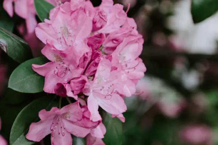 江西春季有哪些花看?又有哪些赏花的地方推荐? 江西春季有哪些花看?又有哪些赏花的地方推荐?