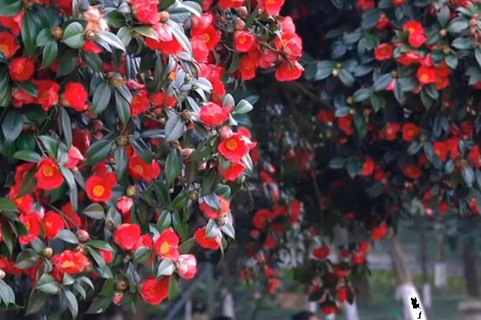 江西春季有哪些花看?又有哪些赏花的地方推荐? 江西春季有哪些花看?又有哪些赏花的地方推荐?