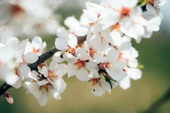 江西春季有哪些花看?又有哪些赏花的地方推荐? 江西春季有哪些花看?又有哪些赏花的地方推荐?