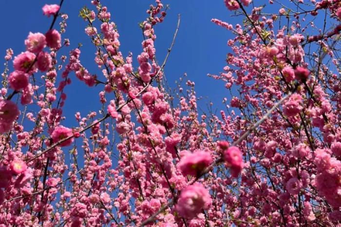 乌兰浩特春季都有哪些花看