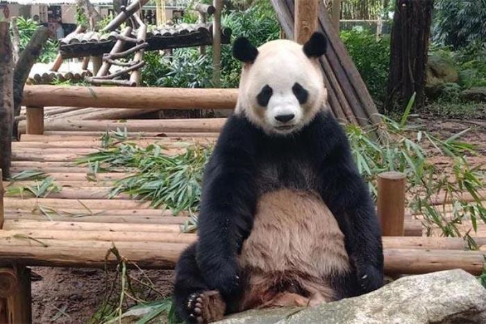 深圳哪个动物园可以看熊猫