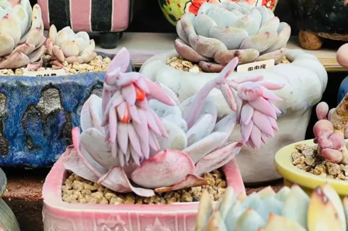 乌兰浩特市春季有哪些旅游路线推荐 乌兰浩特市春季有哪些旅游路线推荐