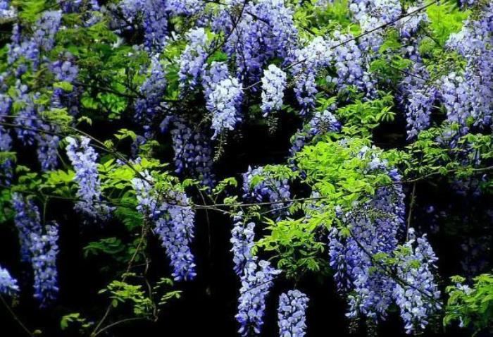 成都哪里有紫藤花花海的地方 成都哪里有紫藤花花海的地方