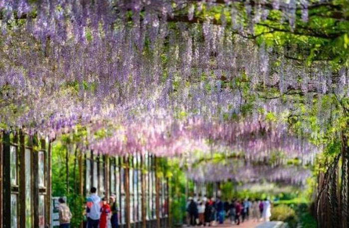 成都哪里有紫藤花花海的地方 成都哪里有紫藤花花海的地方